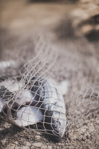 lightstock_79933_xsmall_joe_dillabaugh